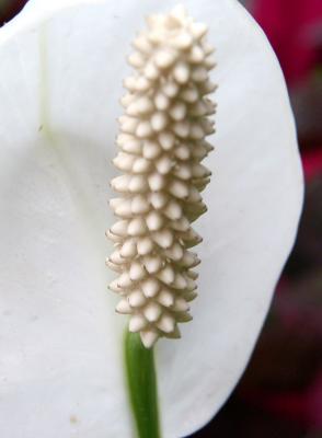 Peace Lily