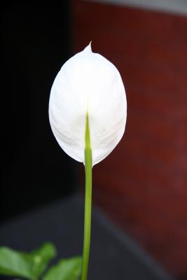 Peace Lily