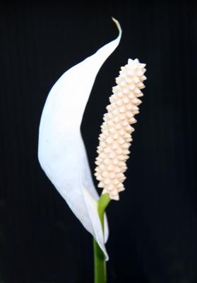 Peace Lily