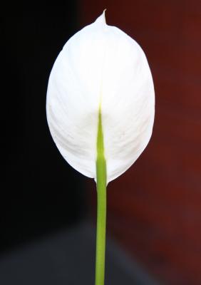 Back Side of a Peace Lily at NYU