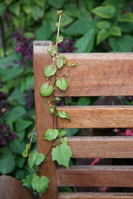 Woodbine or Virginia Creeper