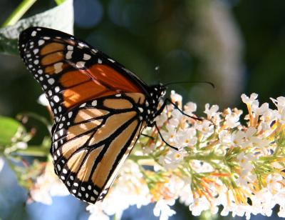 Monarch on Butterfly Bush Blossoms