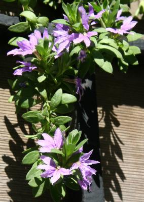 Scaevola