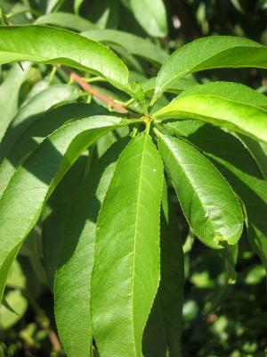 Peach Tree Foliage