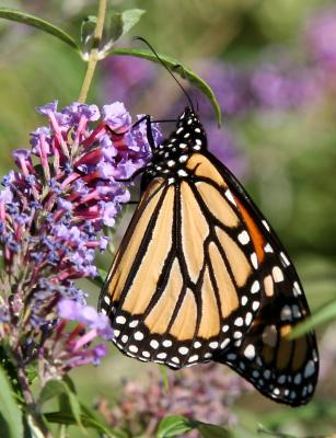 Monarch Butterfly on  Buddleja Blossoms