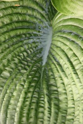 Hosta