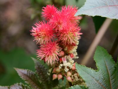 Ricinus communis - castor bean