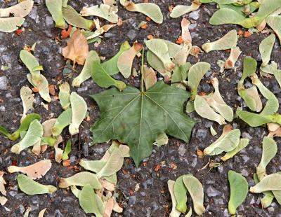 Maple Leaf & Seed Pods