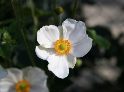 Japanese Anemone