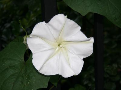 Moonflower