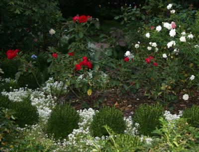Twilight - Roses & Alyssum