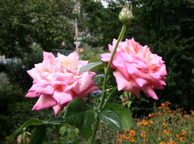 Chicago Peace Roses
