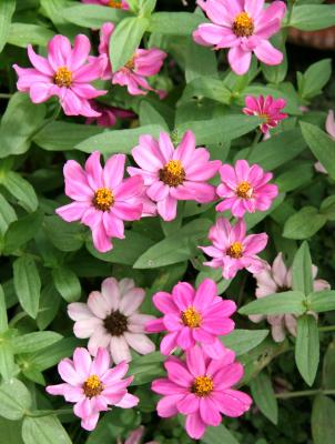 Miniature Zinnias