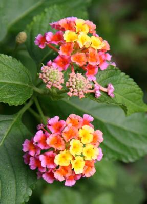 Lantana