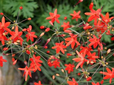Bessera elegans