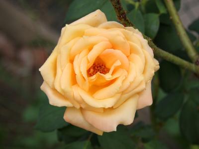 Cream Orange Rose