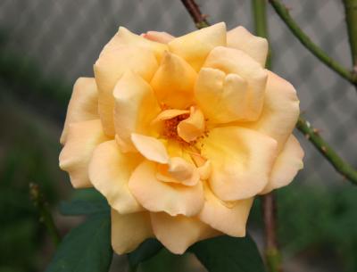 Cream Orange Rose