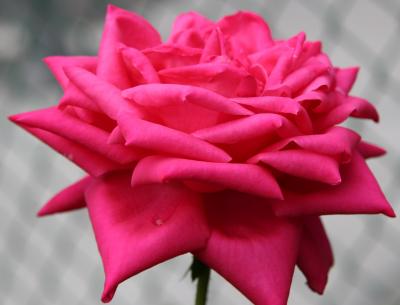 Rose Rose