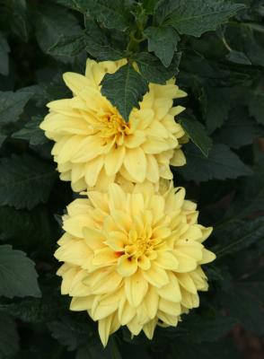 Yellow Dahlias