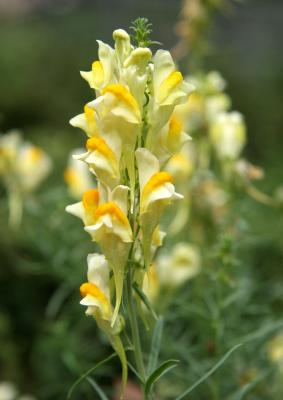 Toadflax Linaria vulgaris