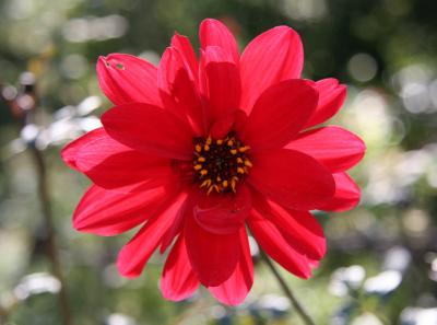 Red Dahlia