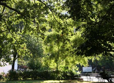 Late Summer Light & Foliage