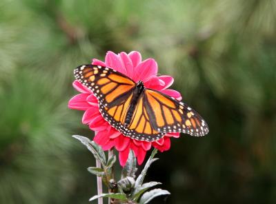 Monarch, Dahlia and Pine