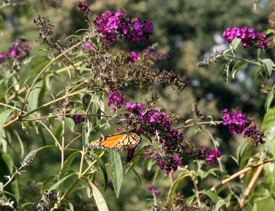 Monarch Butterfly & Buddleja Bush