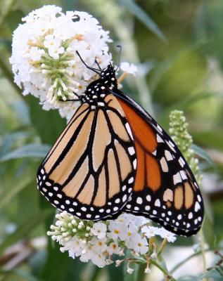 Monarch on Buddleja Blossoms