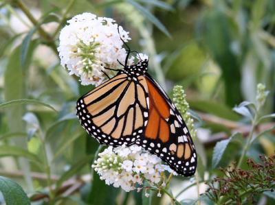 Monarch on Buddleja Blossoms