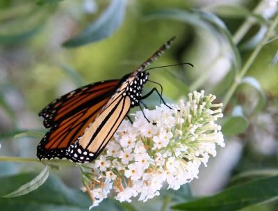 Monarch on Buddleja Blossoms