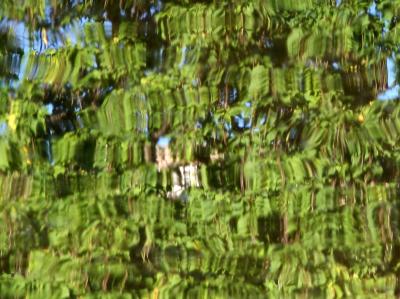 Reflection - Catalpa Tree