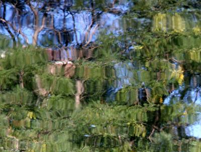 Reflection - Trees (Like Amazon Jungle)