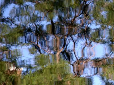 Reflection - Trees