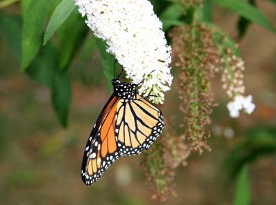 Monarch on Buddleja Blossoms