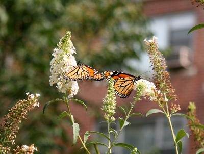 Monarchs on  Buddleja Blossoms