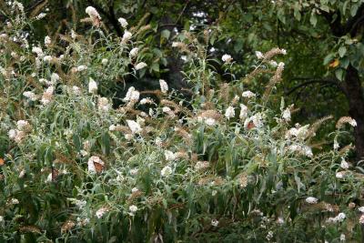 Monarchs in a Buddleja Bush