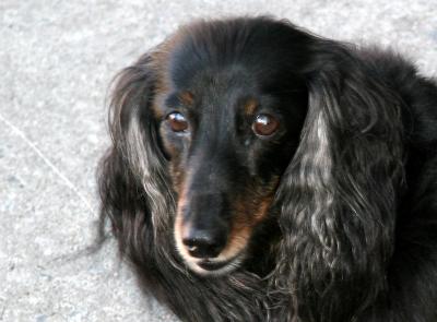 Jeepers - A Long Haired Dachshund