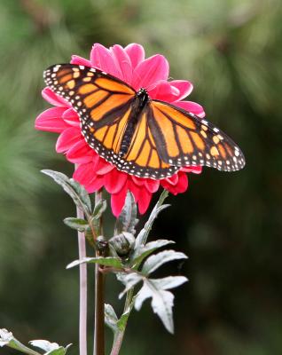 Monarch Butterfly & Dahlia