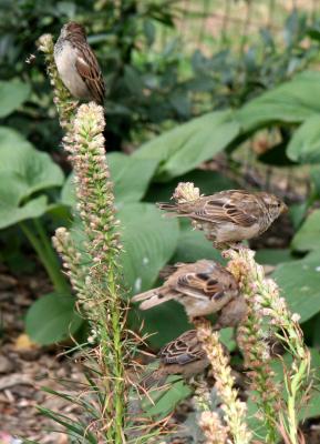 Sparrows Feeding on Seeds
