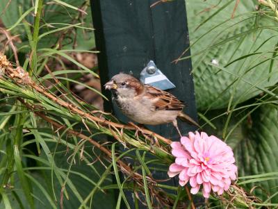 Sparrow & Zinnia