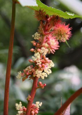 Castor Bean Flower