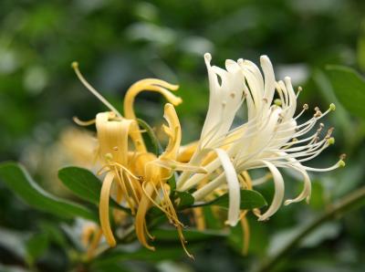 Honeysuckle