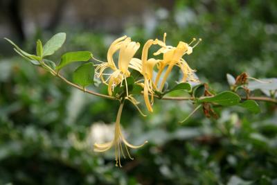 Honeysuckle