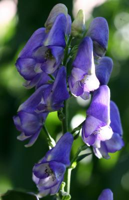 Monkshood or Aconitum napellus