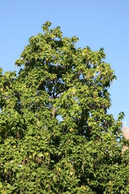 Catalpa Tree