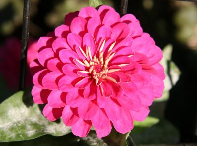 Zinnia