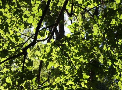 Broad Leaf Elm Foliage