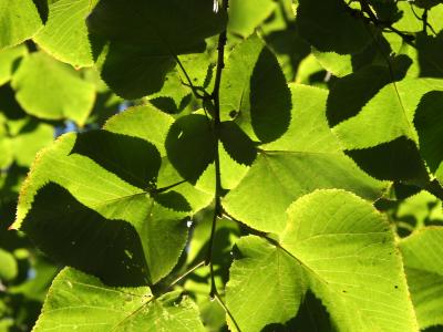 Broad Leaf Elm Foliage