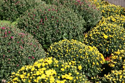 National Public Lands Day - Chrysanthemum Plants